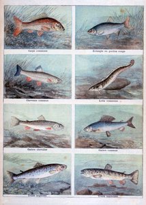 Zoetwatervissen, 1898 door Fortuné Méaulle
