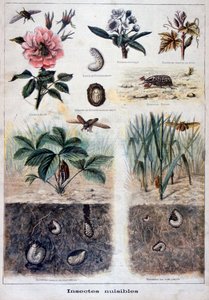 Schadelijke insecten, 1897