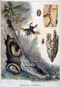 Schadelijke insecten