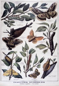 Schadelijke insecten: rupsen, vlinders en motten, 1897
