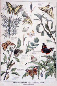 Schadelijke insecten: dagvlinders door Fortuné Méaulle
