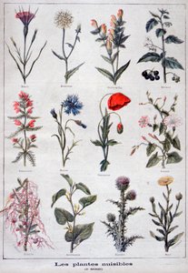Schadelijke planten, 1897