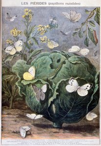 Pieridvlinders, 1897 door Fortuné Méaulle