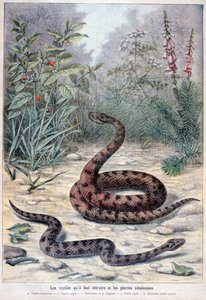 Slangen en giftige planten, 1897 door Fortuné Méaulle