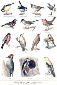 De nuttige vogels in de landbouw door Fortune Louis Meaulle