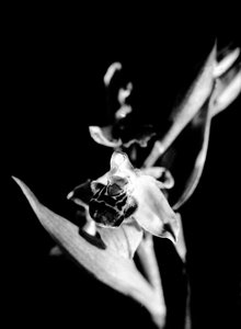Wilde orchidee (z/w foto)