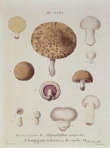 Hypophyllum campestre of de veldpaddenstoel, plaat 130 uit 