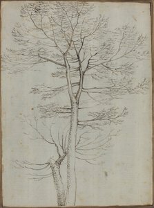Kale boom [verso] door Fra Bartolommeo
