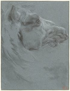 Hoofd van een paard