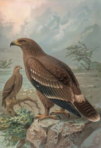 Gravure - Adelaar van Nepal - Vrouwtjes - Aquila nipalensis door Francia