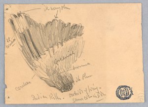 Schets van een vleugel door Francis Augustus Lathrop