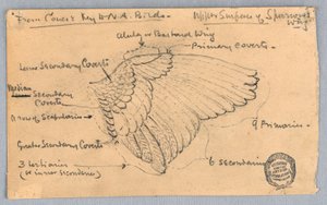 Studie van een mussen vleugel door Francis Augustus Lathrop