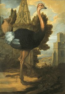 Een struisvogel