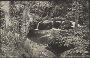 Glen Lyn, stroom en bladeren