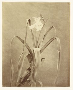 [Bloemen] door Francis Edmond Currey