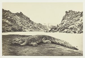Krokodil op een zandbank, 1857