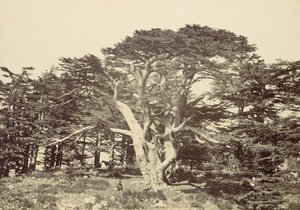 De grootste van de ceders, Mount Libanon, 1857 door Francis Frith