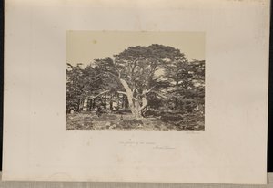 De grootste ceder, de Libanonberg door Francis Frith