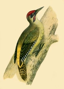 Groene specht, 1852, 1942