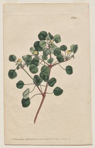 The Botanical Magazine or Flower Garden Displayed: Plaat 883, Euphorbia Petiolaris. Langgesteelde Wolfsmelk door Francis Sansom
