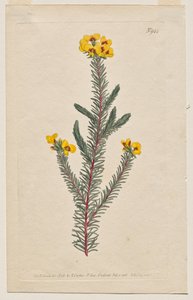 The Botanical Magazine or Flower Garden Displayed: Plaat 944, Dillwynia Glaberrima. Gladde Dillwynnia. [Dillwynia ericifolia gaberrima]