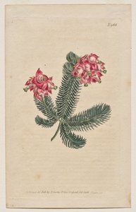 The Botanical Magazine or Flower Garden Displayed: Plaat 966, Erica Elegans. Elegante Heide [Erica glauca]