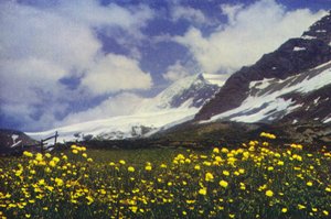 Trollius op de Simplonpas