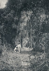 Estrada de Rodagem do Alto Parana, 1895 door Francisco Henszler