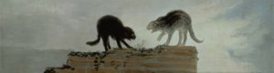 Vechtende katten