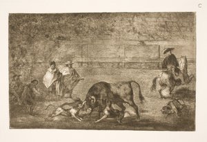De honden worden op de stier losgelaten
