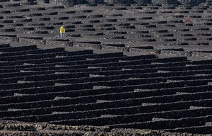 Werknemer op een vulkanische wijngaard