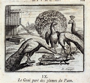 De gaai met pauwenveren. Fabels van Jean de La Fontaine. Illustratie door François Chauveau. Editie van 1728.