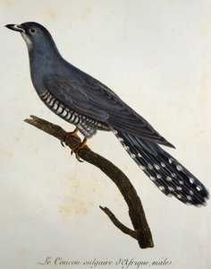 Afrikaanse Koekoek (Cuculus gularis), gravure uit Histoire Naturelle des Oiseaux d