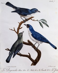 Blauwe Vanga (Cyanolanius madagascarinus), gravure uit Histoire Naturelle des Oiseaux d