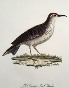 Kaapse Langsnavel mannetje, gravure uit Histoire Naturelle des Oiseaux d