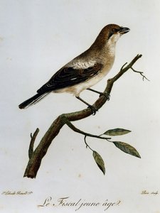 Gewone Klauwier (Lanius collaris), gravure uit Histoire Naturelle des Oiseaux d