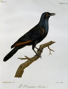 Vrouwtje van de Roodvleugelspreeuw (Onychognathus morio), gravure uit Histoire Naturelle des Oiseaux d