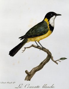 Gouden Fluiter (Pachycephala pectoralis), gravure uit Histoire Naturelle des Oiseaux d