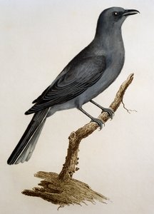 Grijze Koekoekshrike (Coracina caesia), gravure uit Histoire Naturelle des Oiseaux d