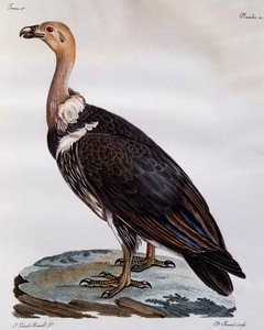 Onvolwassen Kaapse Gier (Gyps coprotheres), gravure uit Histoire Naturelle des Oiseaux d