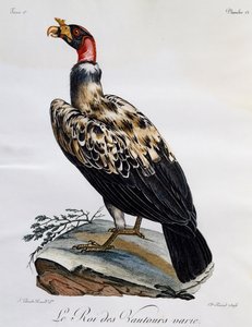 Koninggier (Sarcoramphus papa), gravure uit Histoire Naturelle des Oiseaux d