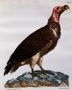 Lappet-faced Gier (Torgos tracheliotos), gravure uit Histoire Naturelle des Oiseaux d