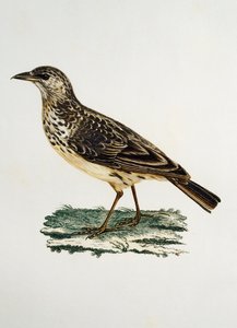 Grootbekleeuwerik (Galerida magnirostris), gravure uit Histoire Naturelle des Oiseaux d