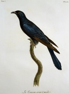 Mannetje van de Zwarte Koekoek (Cuculus clamosus), gravure uit Histoire Naturelle des Oiseaux d
