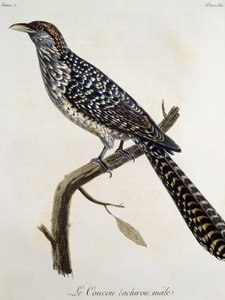 Mannelijke Coucou tachirou, gravure uit Histoire Naturelle des Oiseaux d
