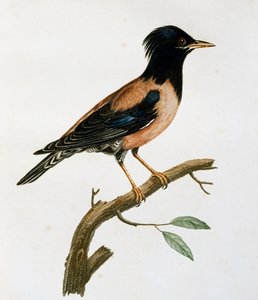 Mannelijke Roze Spreeuw (Sturnus roseus), gravure uit Histoire Naturelle des Oiseaux d