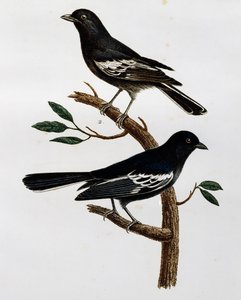Mannetje en vrouwtje van de Zwarte Mees (Parus niger), gravure uit Histoire Naturelle des Oiseaux d