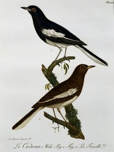 Mannetje en vrouwtje van Oosterse Eksterroodborst (Copsychus saularis), gravure uit Histoire Naturelle des Oiseaux d
