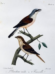 Mannetje en vrouwtje van de Roodkopklauwier (Lanius collurio), gravure uit Histoire Naturelle des Oiseaux d