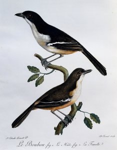 Mannetje en vrouwtje van de Zuidelijke Boubou (Laniarius ferrugineus), gravure uit Histoire Naturelle des Oiseaux d